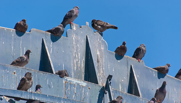 鳩を撃退する効果的な方法は 5分でわかる鳩の追い出し方まとめ みんなのハト対策屋さん