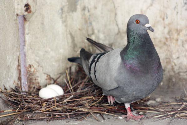 鳩がうちのベランダで卵を生みました どうしたらいいですか みんなのハト対策屋さん