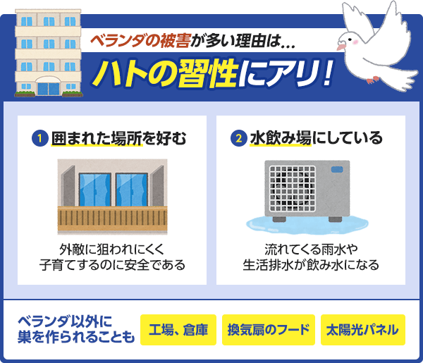 ベランダを好むハトの習性