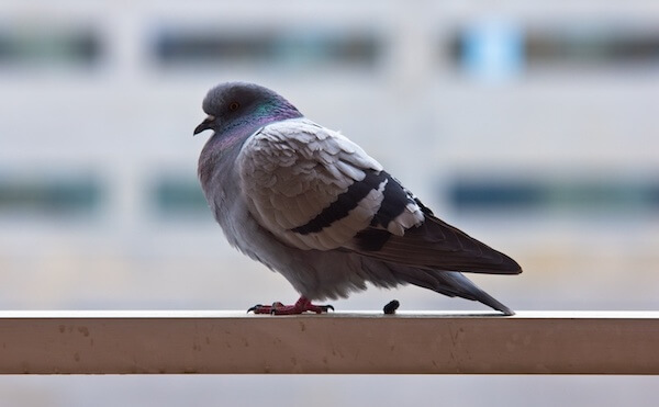 ベランダに停まる鳩