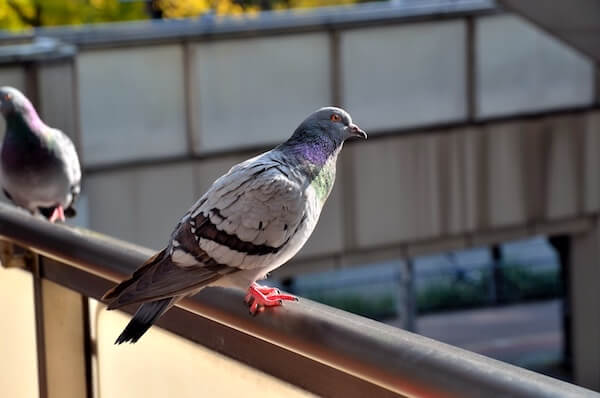 鳩がいるベランダ