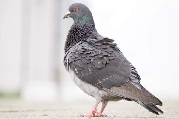 鳩