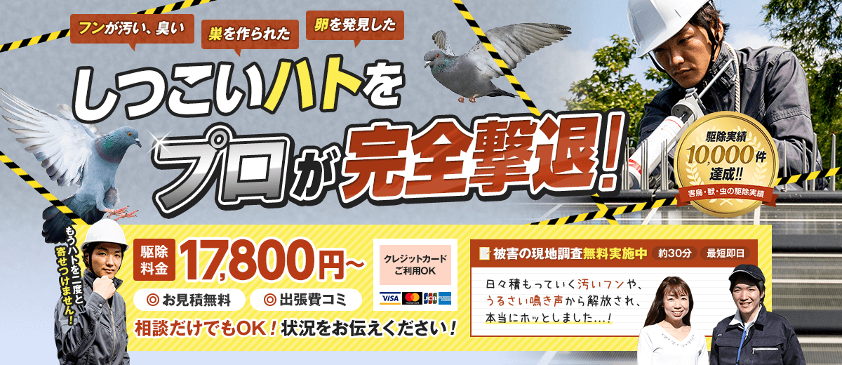 しつこいハトをプロが完全撃退。17,800円から。お見積もり無料。出張費込み。相談だけでもOKです。状況をお伝えください。
