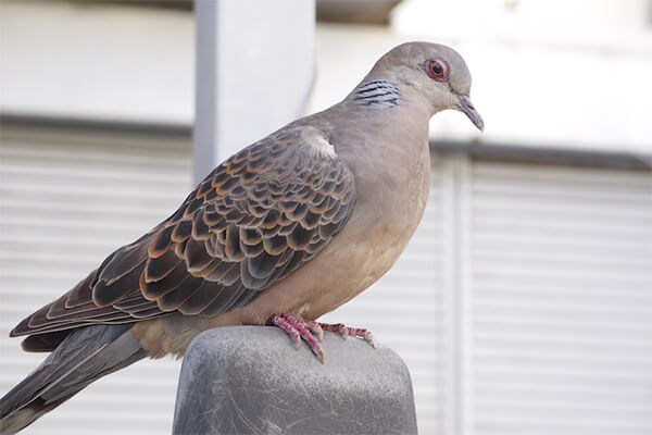 鳩の生態: 鳩が巣を作ったら – キジバトの特徴は?生態や分布、鳴き声は? – IAMOA