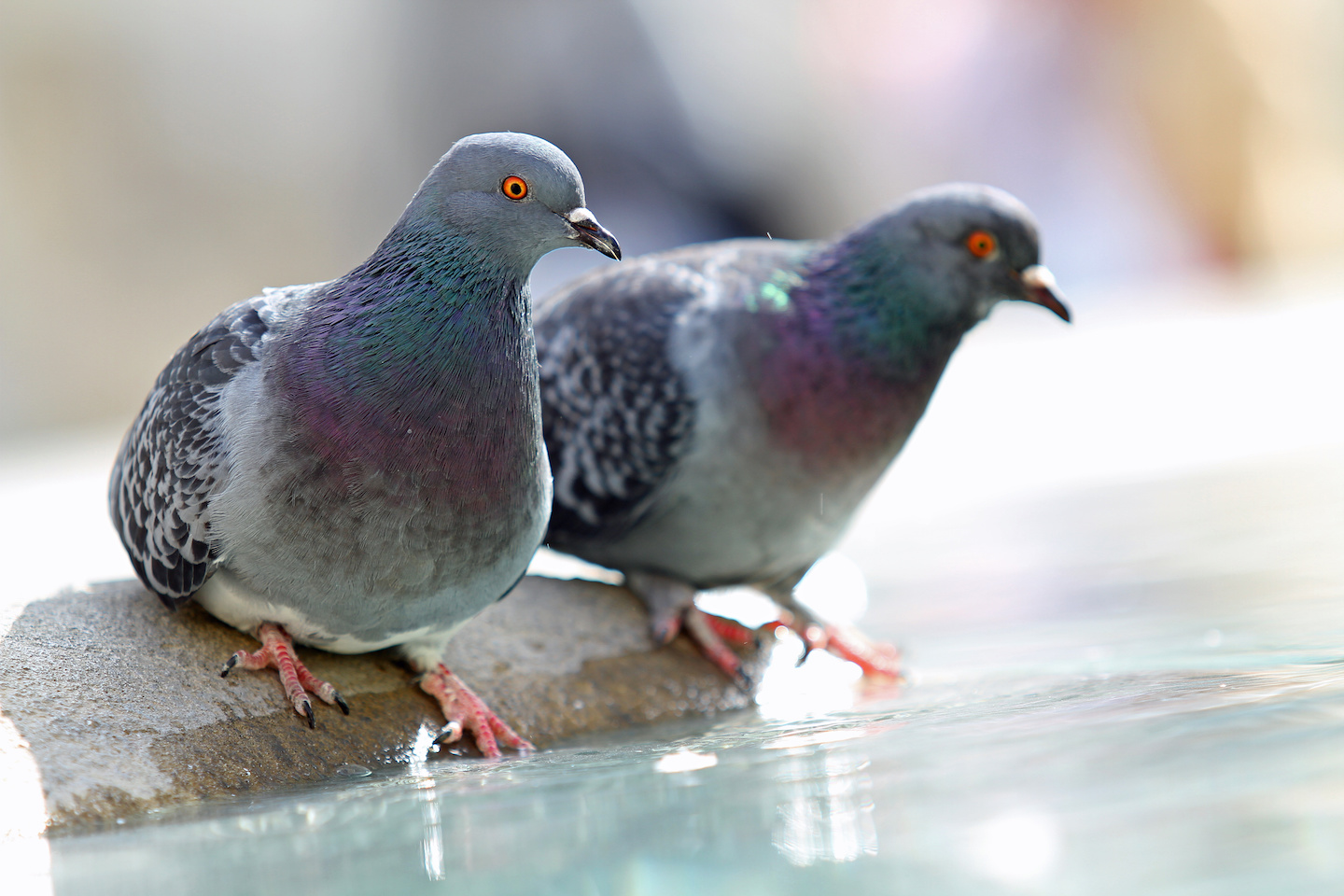 鳩のつがいはなぜ家に来るの？来たときの対策方法は？