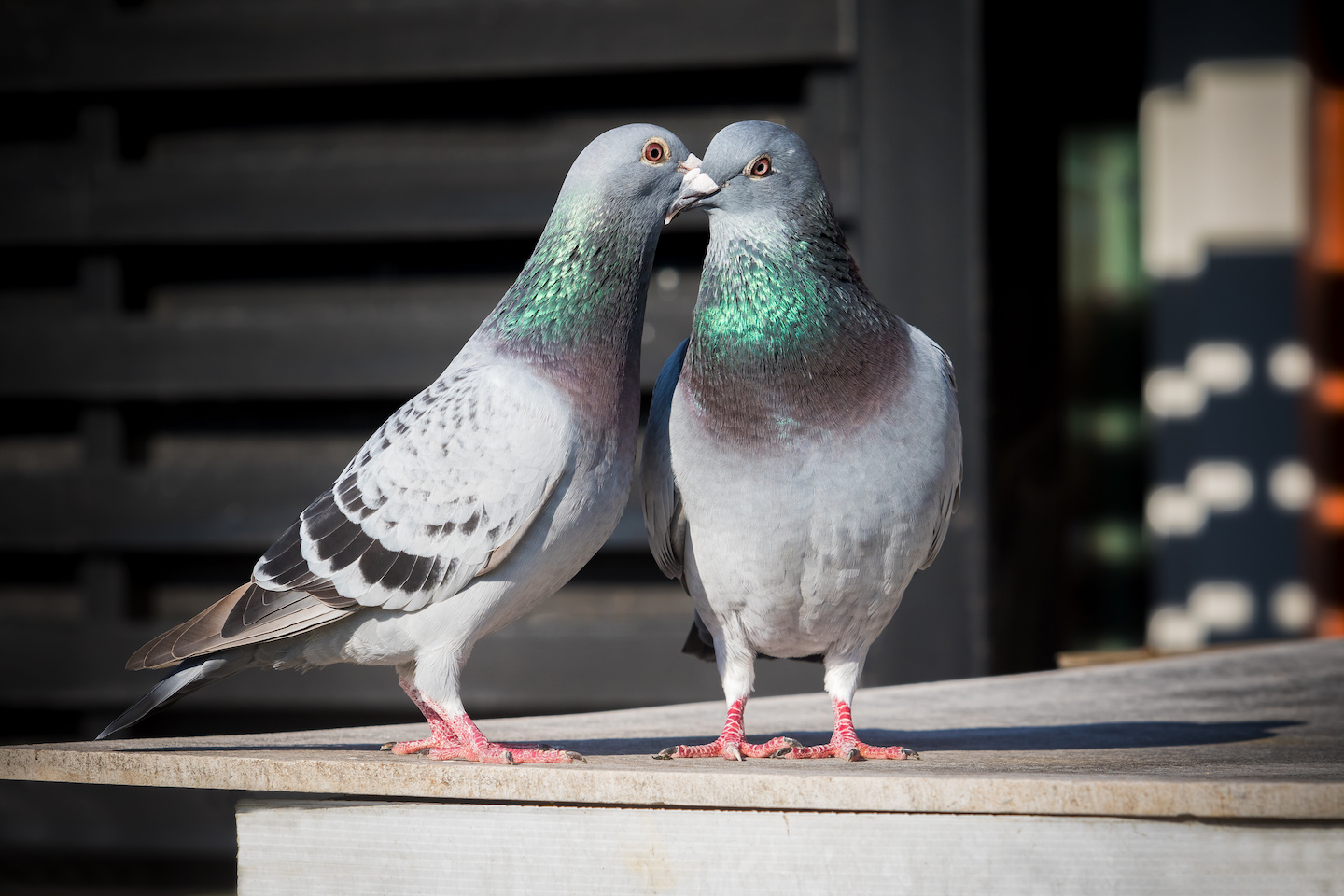 鳩のつがいはなぜ家に来るの？来たときの対策方法は？