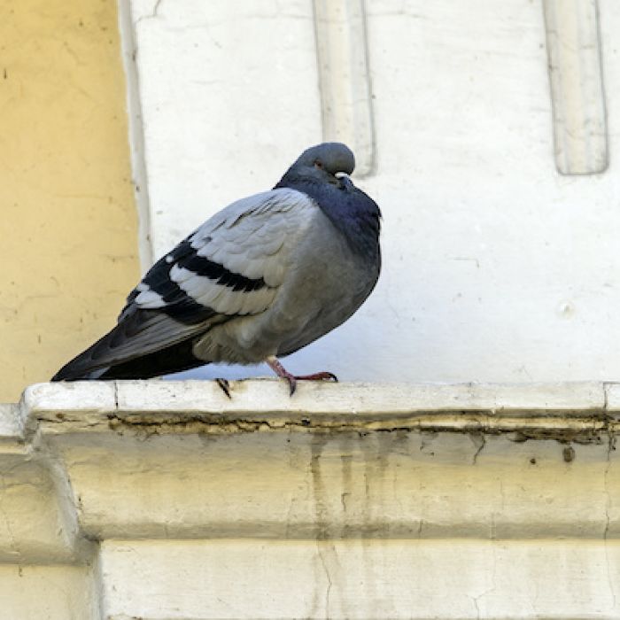 ベランダに鳩がくるとどんな被害が起きるの 放っておくとどうなる みんなのハト対策屋さん