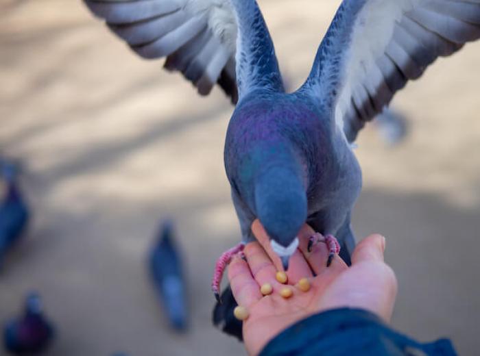 ハト　鳩　はと　付下げ　付け下げ ハト 鳩 はと 付下げ 付け下げ