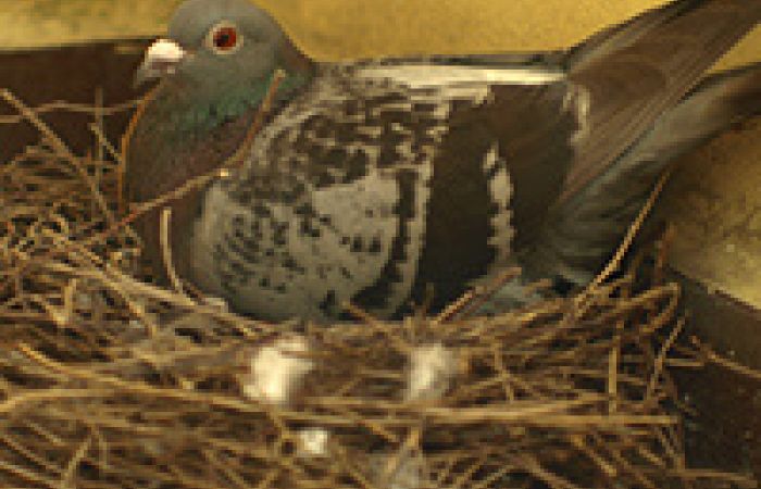 鳩の巣ができたらどうすればいい 生じる被害やご自分でできる対処法 みんなのハト対策屋さん