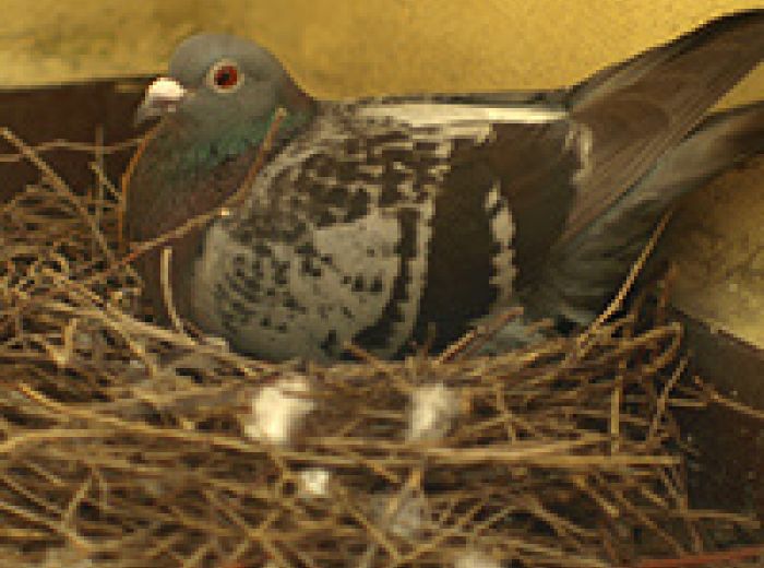 鳩の巣ができたらどうすればいい 生じる被害やご自分でできる対処法 みんなのハト対策屋さん