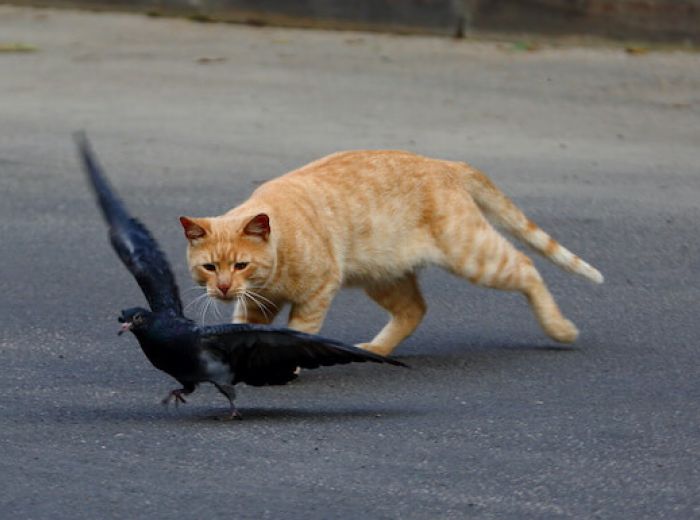 鳩の天敵ってなに 天敵を使って鳩の対策はできるの みんなのハト対策屋さん