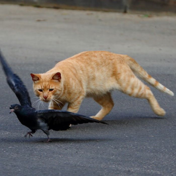 鳩の天敵ってなに 天敵を使って鳩の対策はできるの