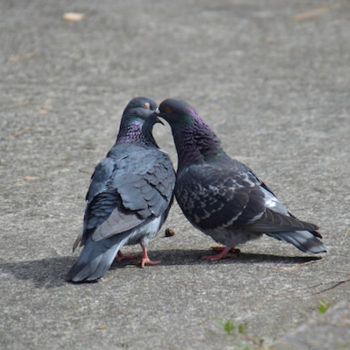 鳩ってどんな求愛行動をするんですか 求愛行動をしている方がオス みんなのハト対策屋さん