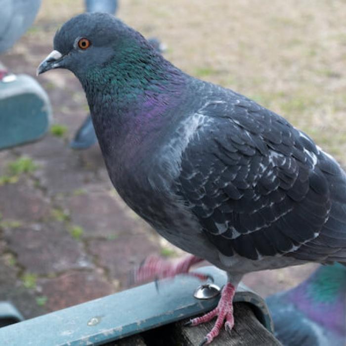 音を使った鳩よけは効果がある プロがご紹介するオススメな対策法 みんなのハト対策屋さん