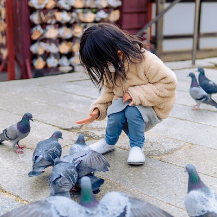 鳩はなぜ近づいても逃げないの 動かない時はどうすればいい みんなのハト対策屋さん