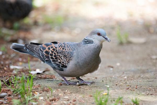 鳩ってどんな求愛行動をするんですか 求愛行動をしている方がオス みんなのハト対策屋さん