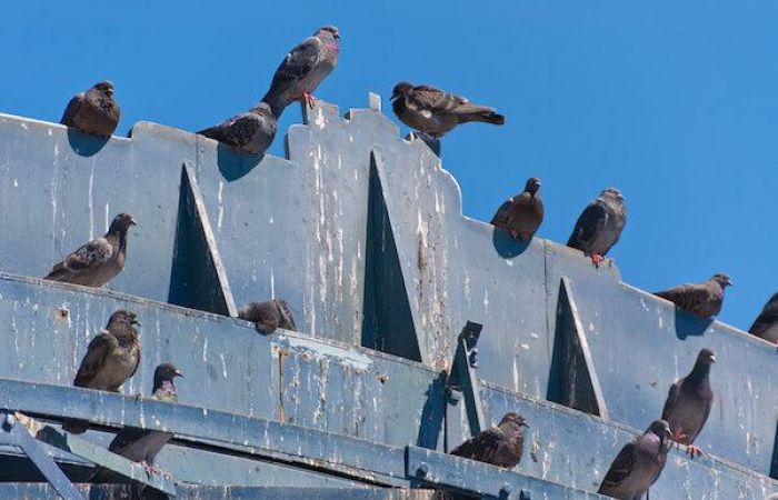 鳩を撃退する効果的な方法は プロ厳選のオススメ撃退グッズ18選 みんなのハト対策屋さん