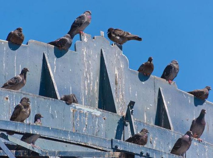 鳩を撃退する効果的な方法は プロ厳選のオススメ撃退グッズ18選 みんなのハト対策屋さん