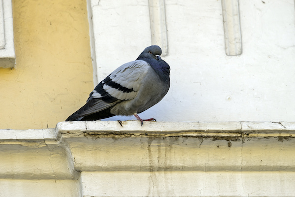 鳩の被害