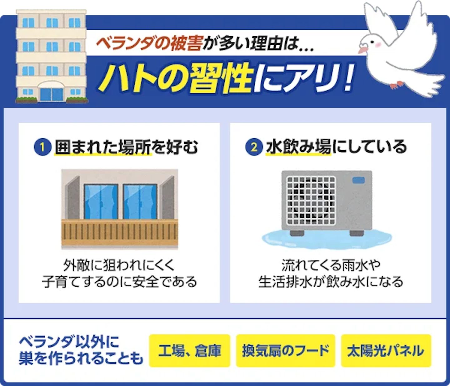 鳩 が 巣 を 作る