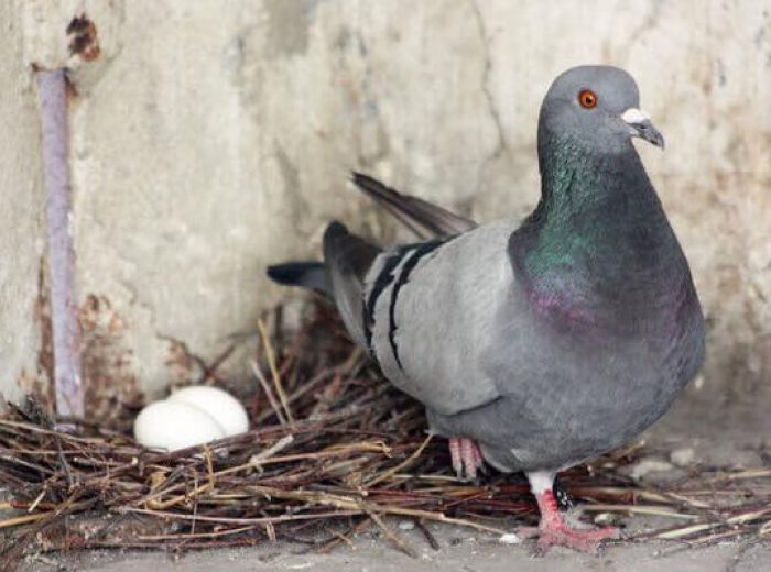 鳩がうちのベランダで卵を生みました どうしたらいいですか みんなのハト対策屋さん
