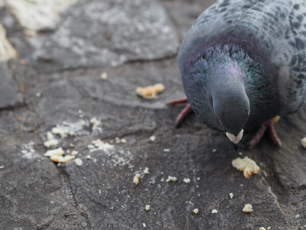 鳩の天敵ってなに 天敵を使って鳩の対策はできるの みんなのハト対策屋さん