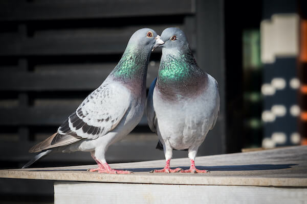 鳩のつがいはなぜ家に来るの 来たときの対策方法は みんなのハト対策屋さん