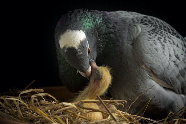 鳩のつがいはなぜ家に来るの 来たときの対策方法は みんなのハト対策屋さん