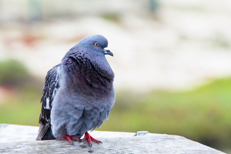 アヒル足ってどういう意味ですか?