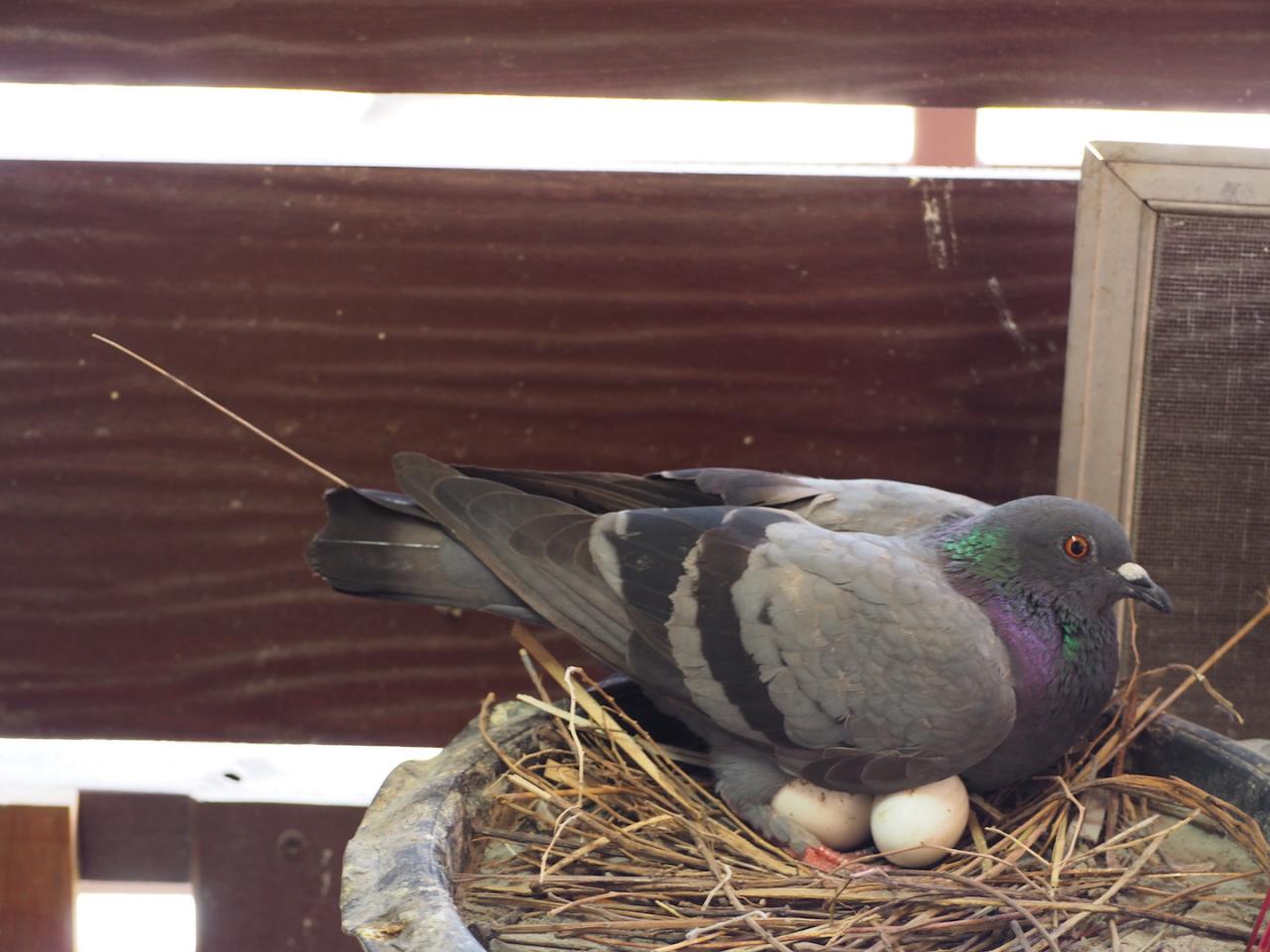 卵を守る鳩